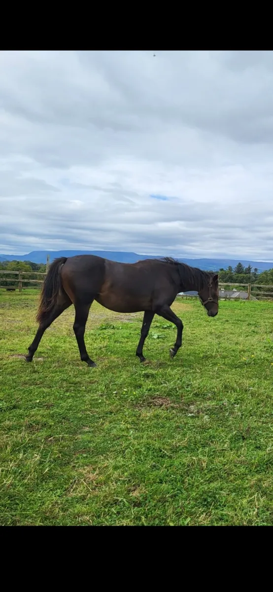 2 yo Connemara X Filly Abbeyside Silver - Image 1