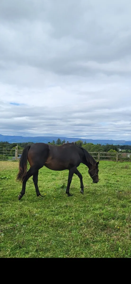 2 yo Connemara X Filly Abbeyside Silver - Image 2