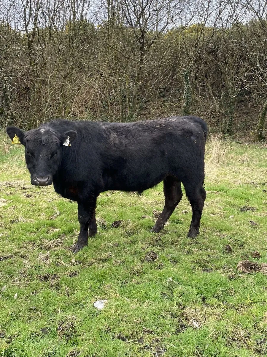 Pedigree Organic Angus Bulls - Image 4
