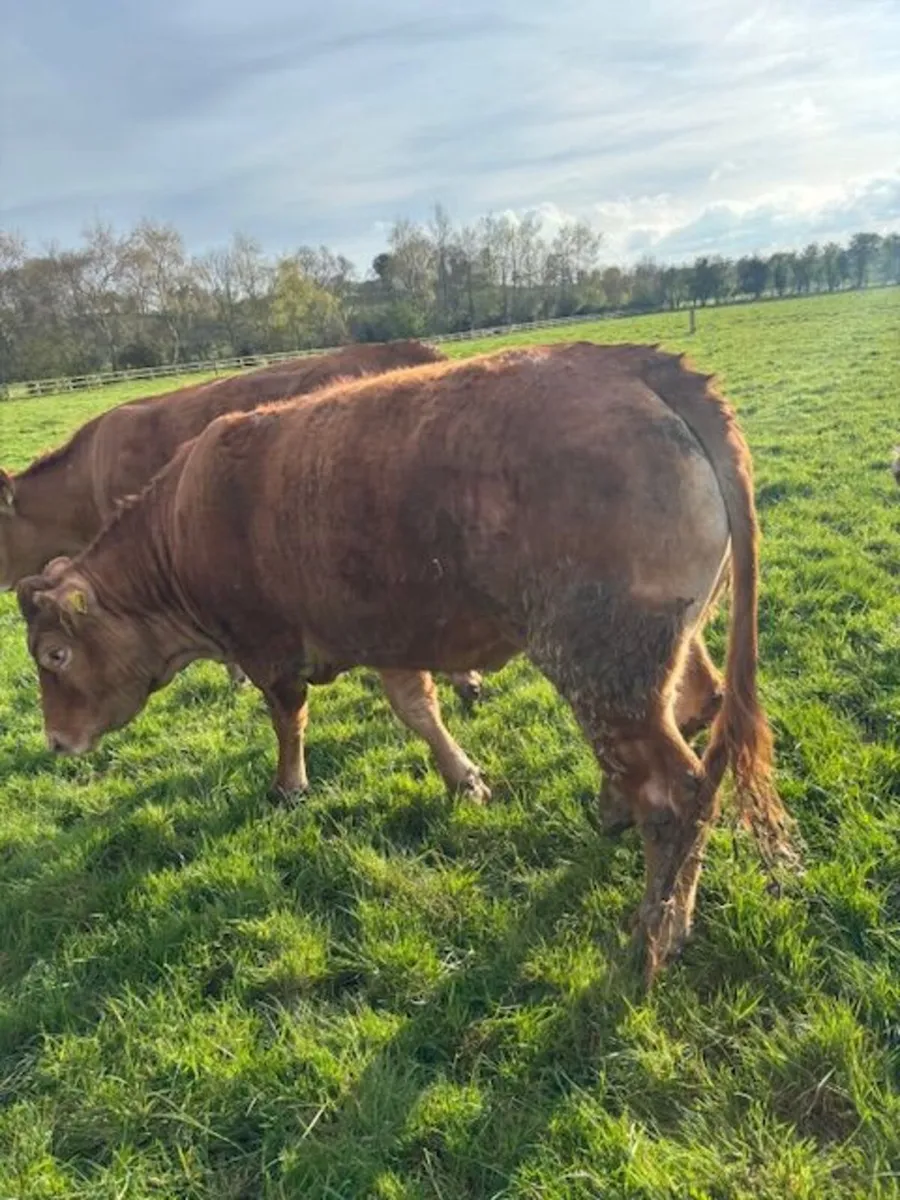 Breeding Limousin Heifers - Image 1