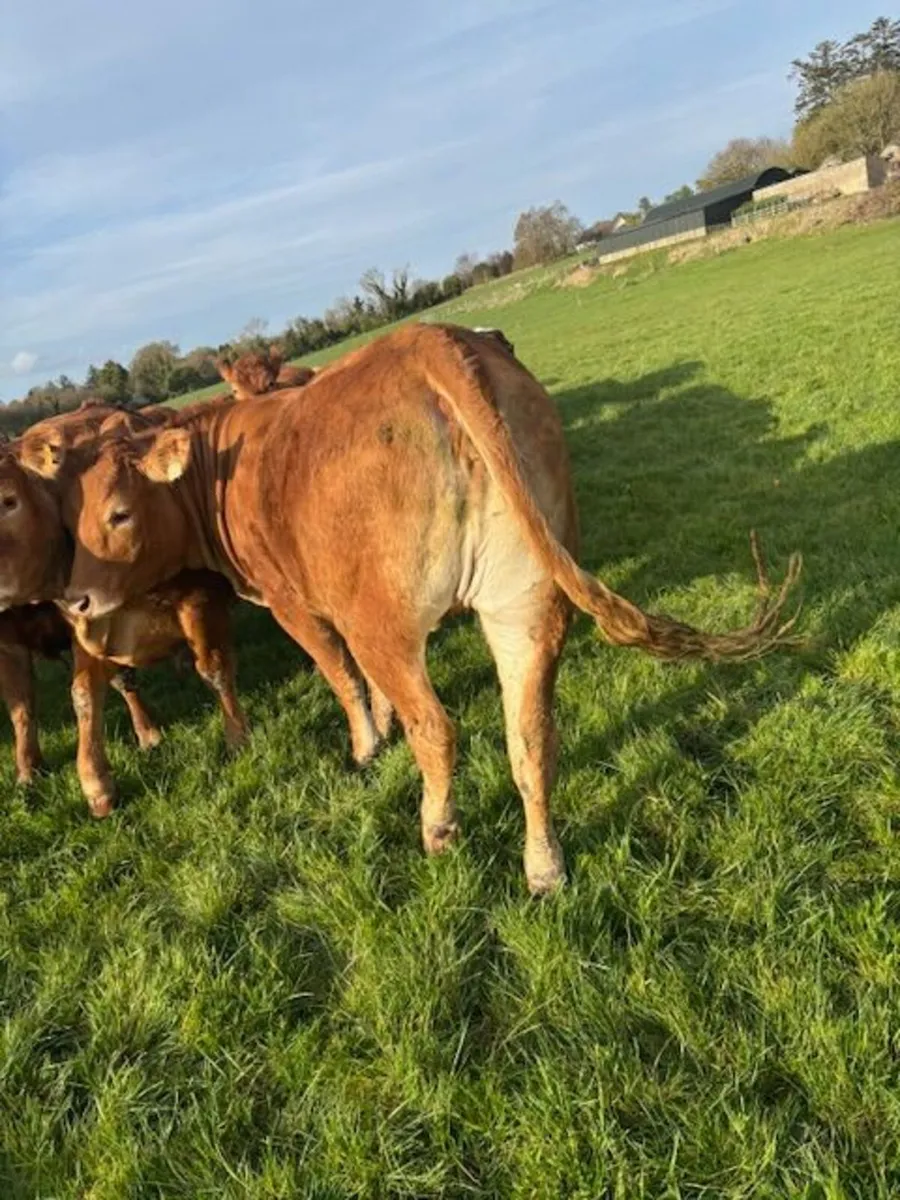 Breeding Limousin Heifers - Image 2