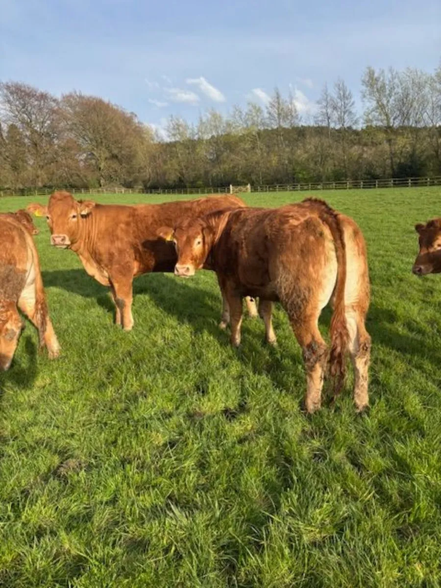 Breeding Limousin Heifers - Image 3
