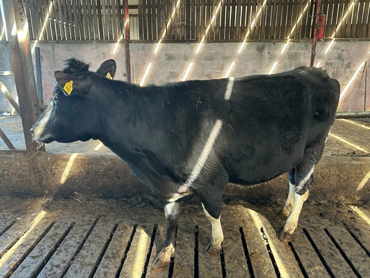 In calf heifer on point of calving - Image 1