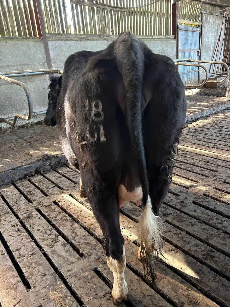 In calf heifer on point of calving - Image 2