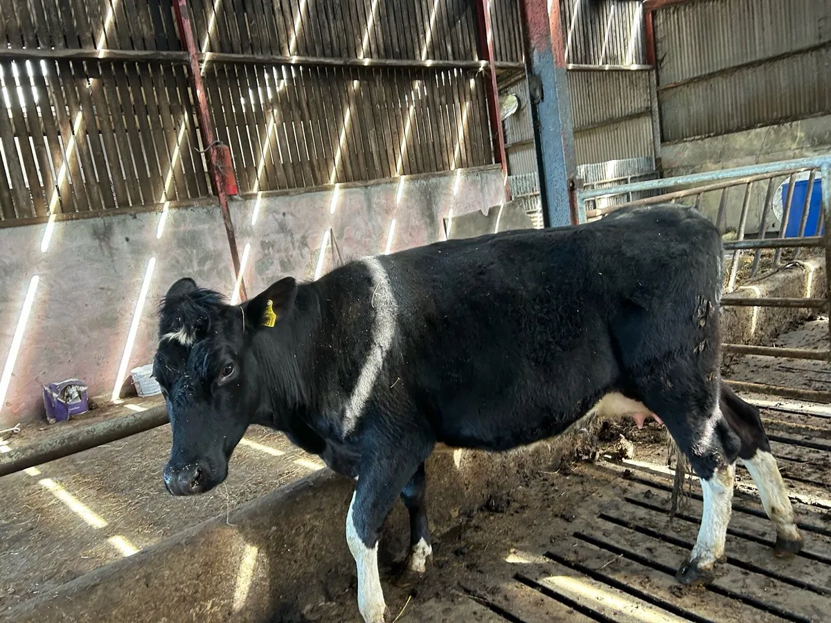 In calf heifer on point of calving - Image 3