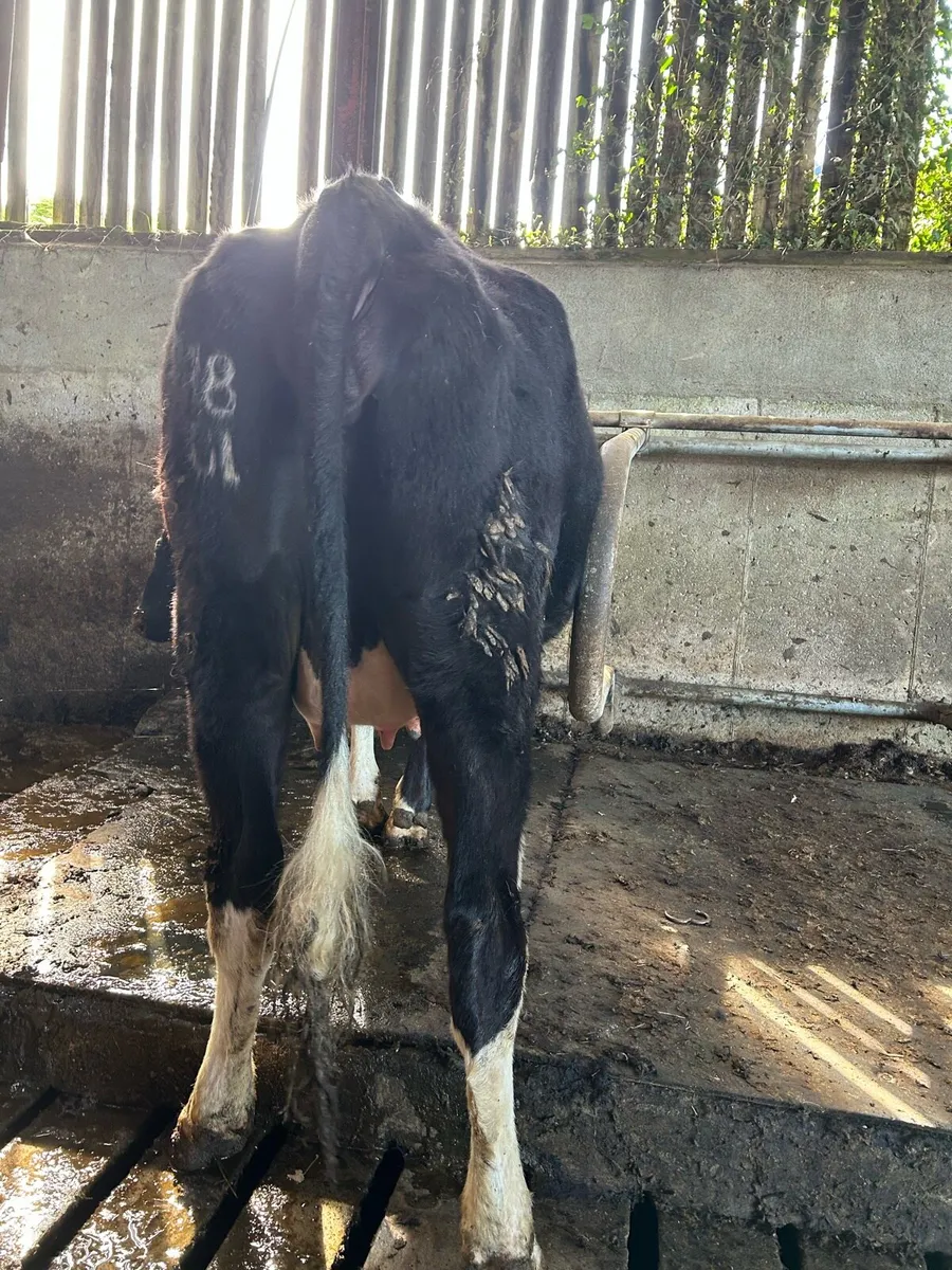 In calf heifer on point of calving - Image 4