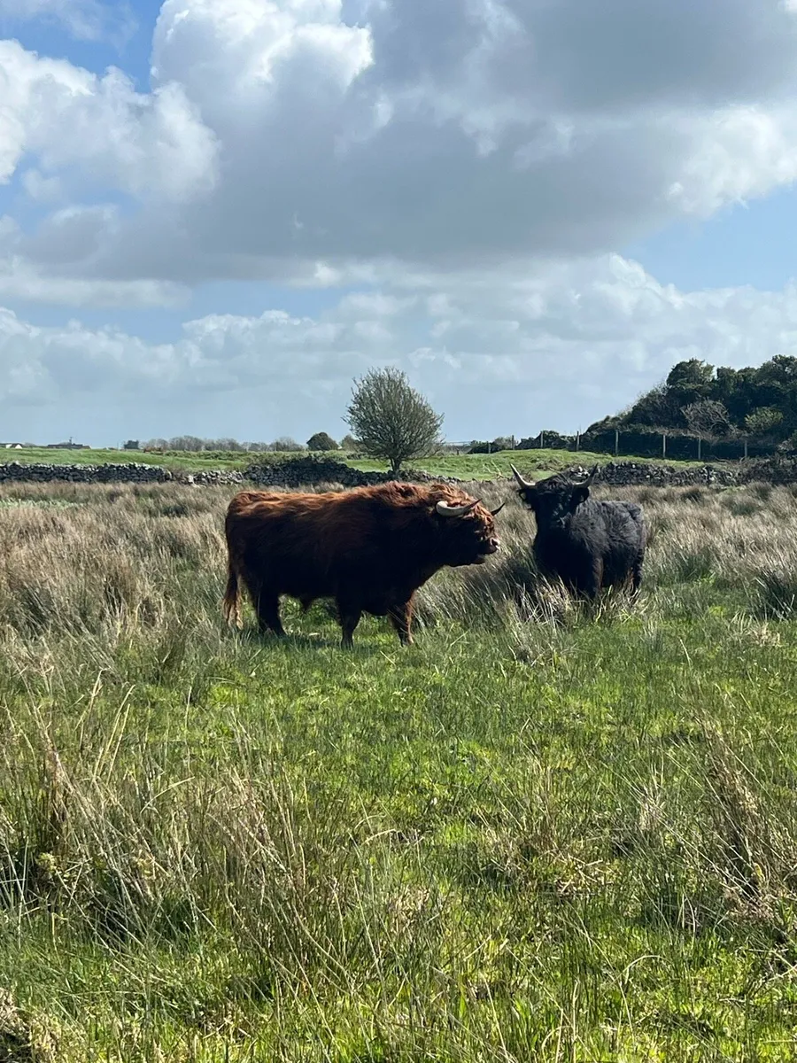 Highland bull - Image 3