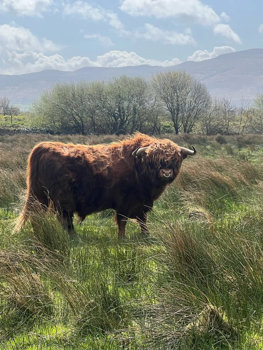 Highland bull - Image 1