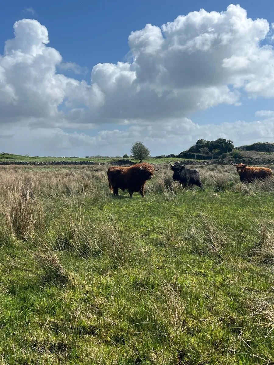 Highland bull - Image 2