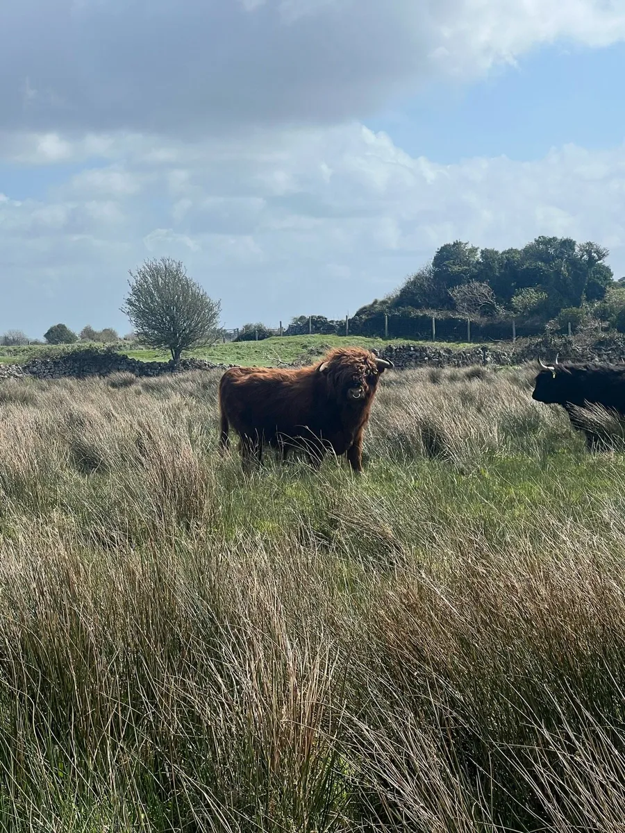 Highland bull - Image 4