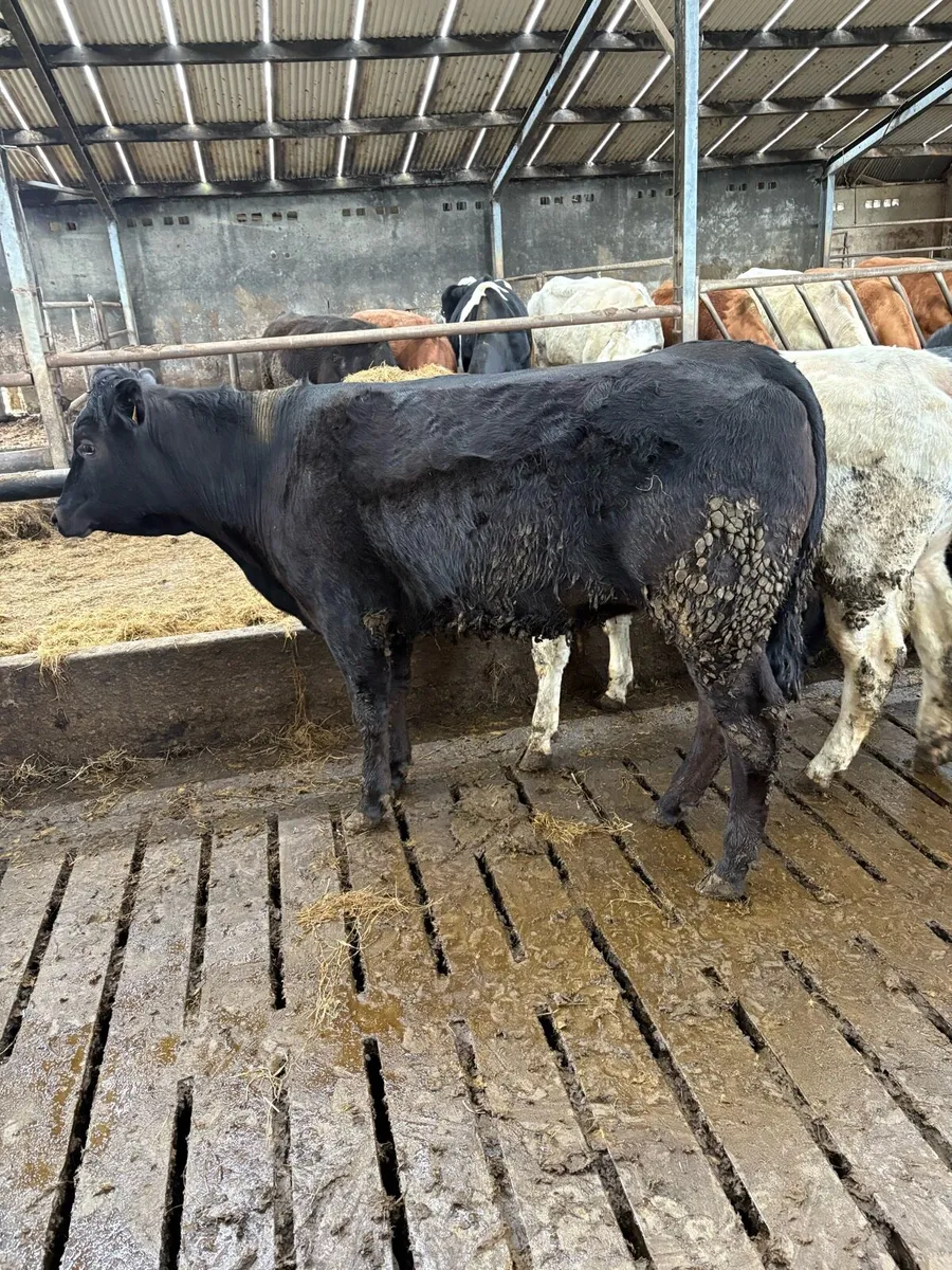Gort mart today.. Organic Heifer and bullock - Image 2