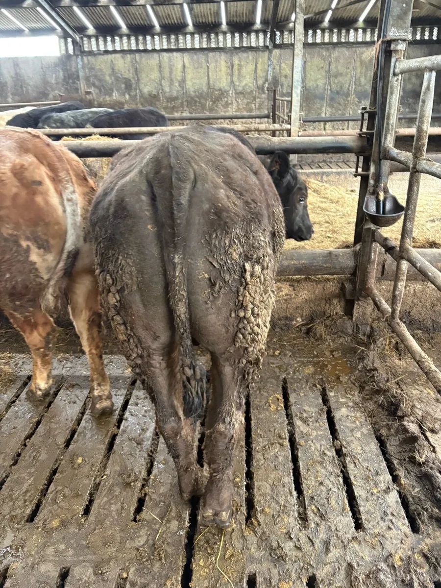 Gort mart today.. Organic Heifer and bullock - Image 3