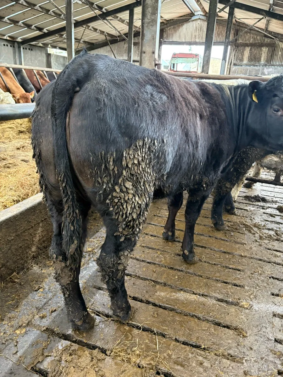 Gort mart today.. Organic Heifer and bullock - Image 1