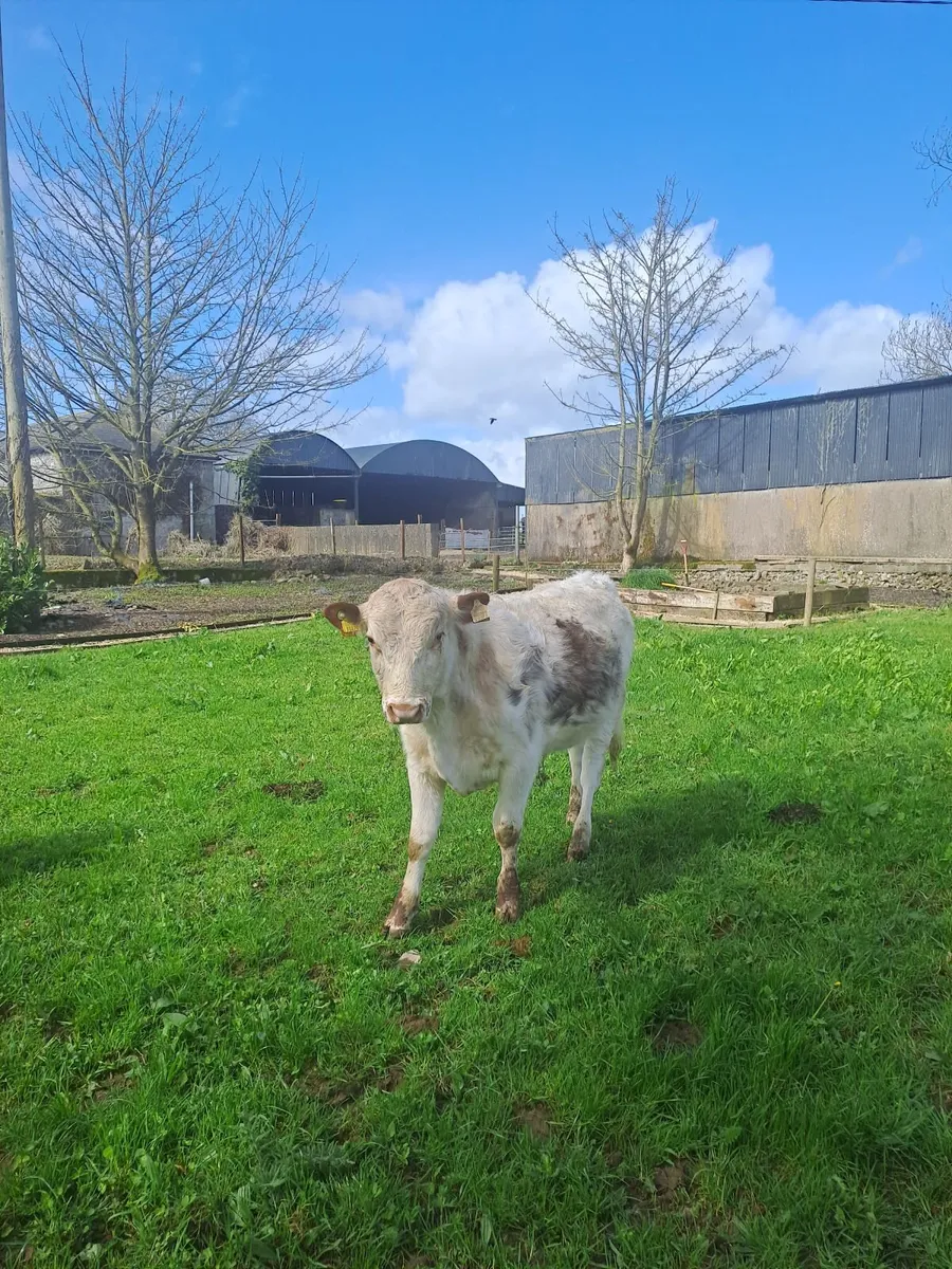 Cattle Pedigree Irish Moiled Bulls 11 months old - Image 2