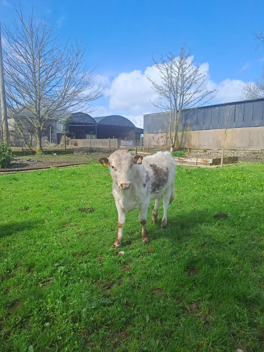 Cattle Pedigree Irish Moiled Bulls 11 months old - Image 3