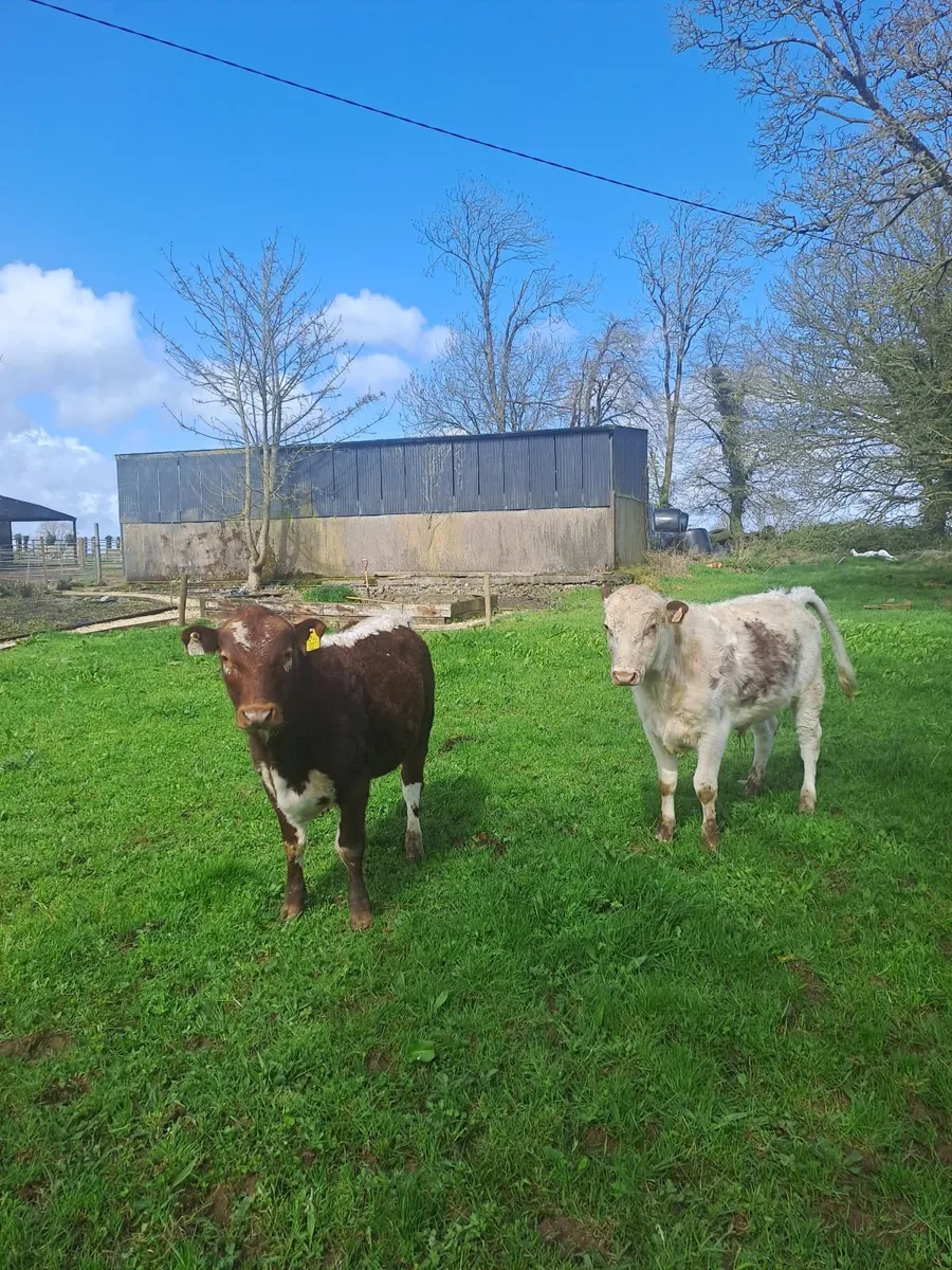 Cattle Pedigree Irish Moiled Bulls 11 months old - Image 1