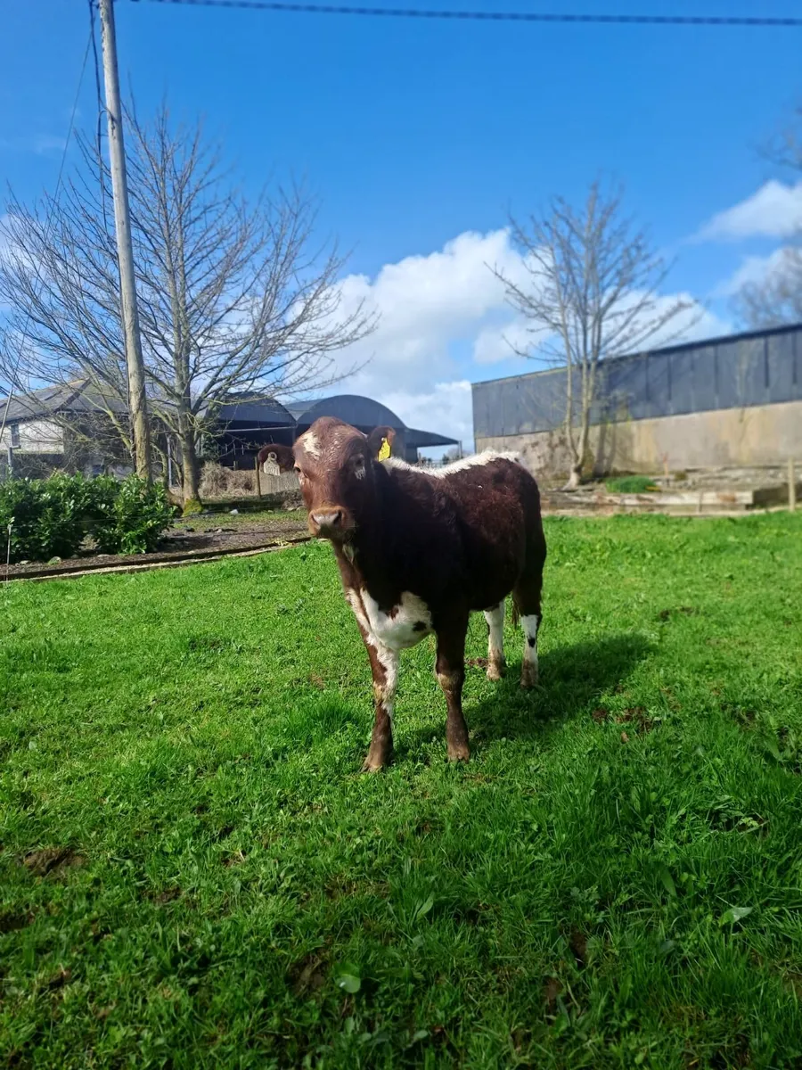 Cattle Pedigree Irish Moiled Bulls 11 months old - Image 3