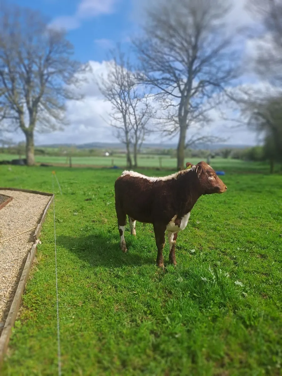 Cattle Pedigree Irish Moiled Bulls 11 months old - Image 1