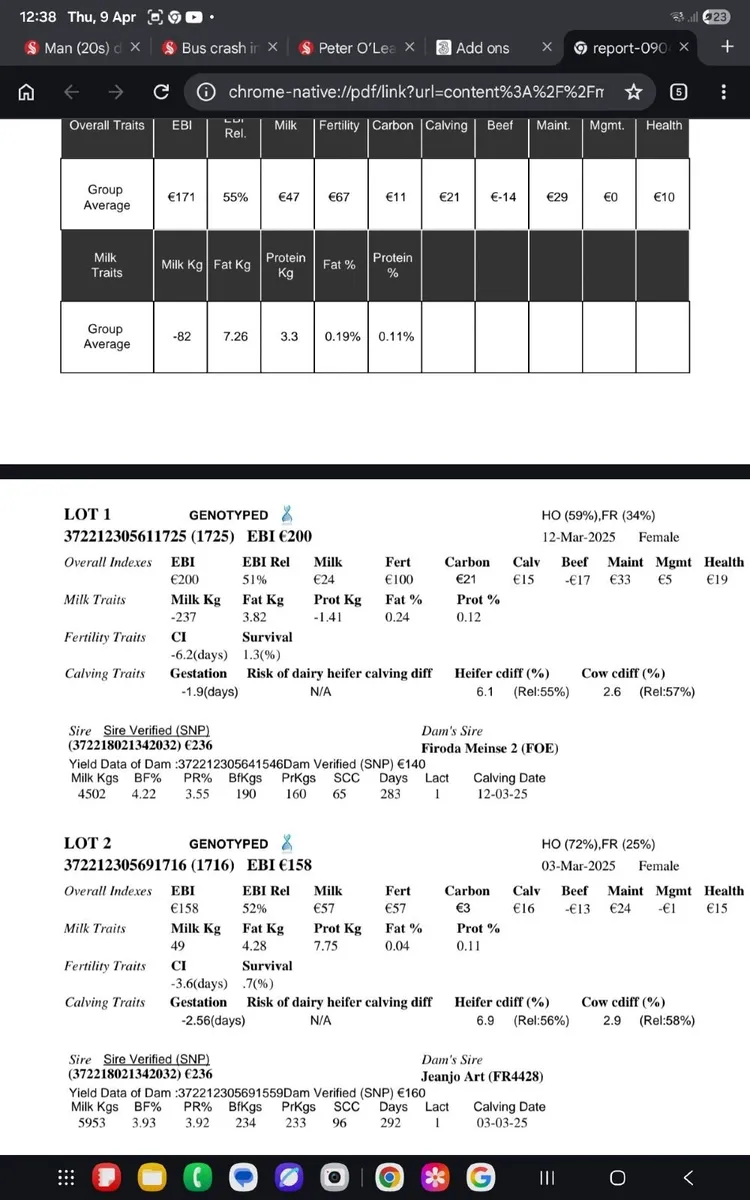 Fr maiden heifers - Image 1