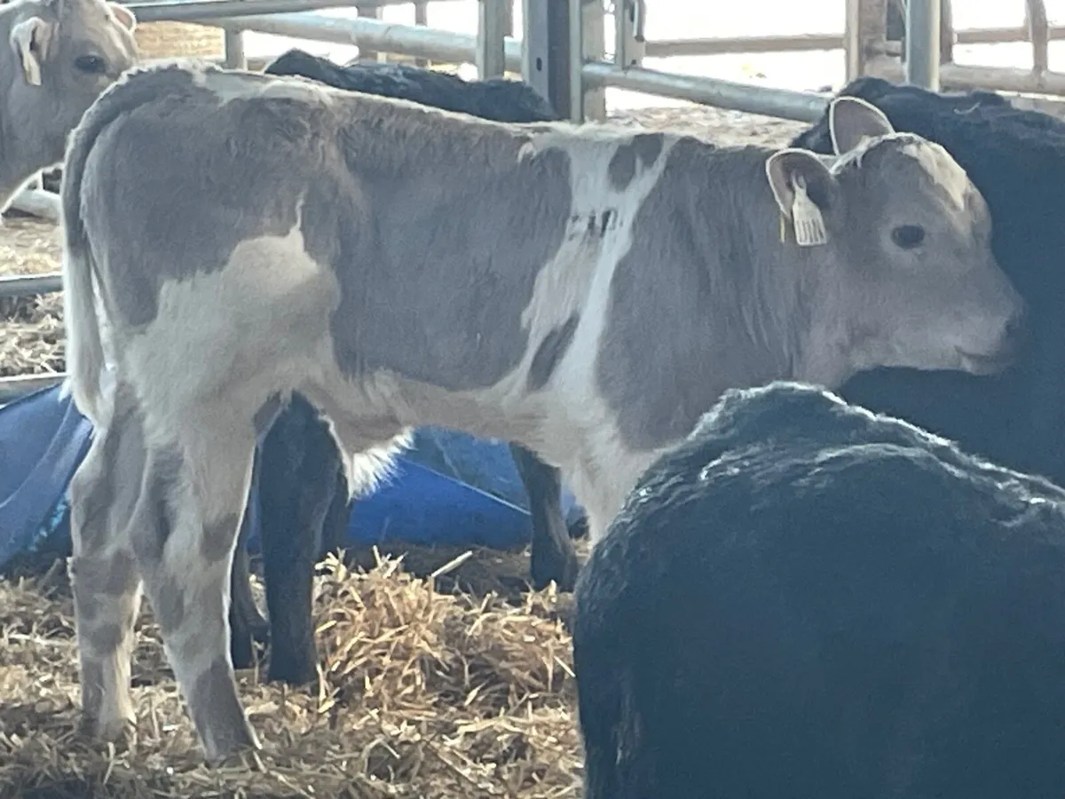 12 super continental reared bull calves - Image 1