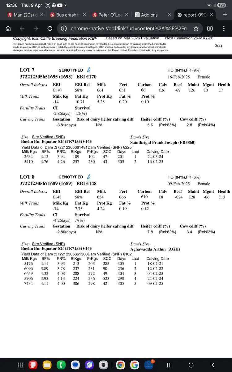 Fr maiden heifers - Image 2