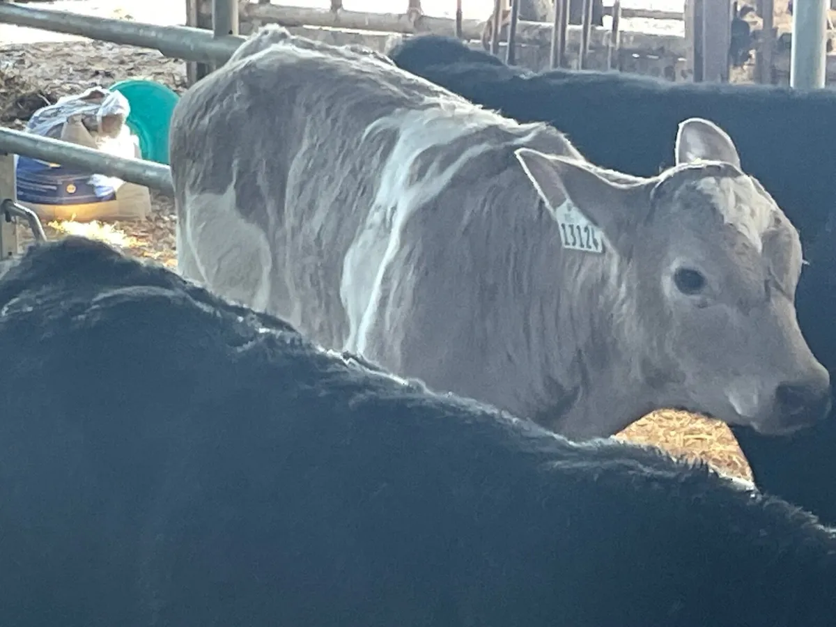 12 super continental reared bull calves - Image 4