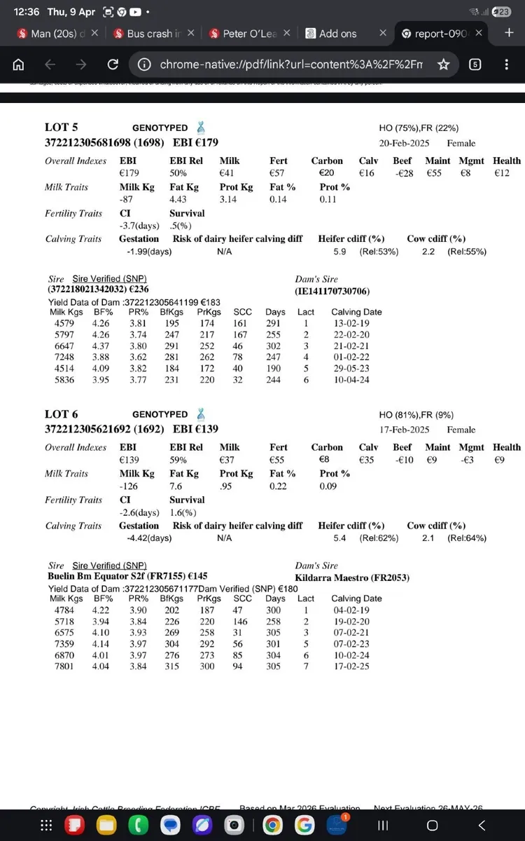 Fr maiden heifers - Image 3