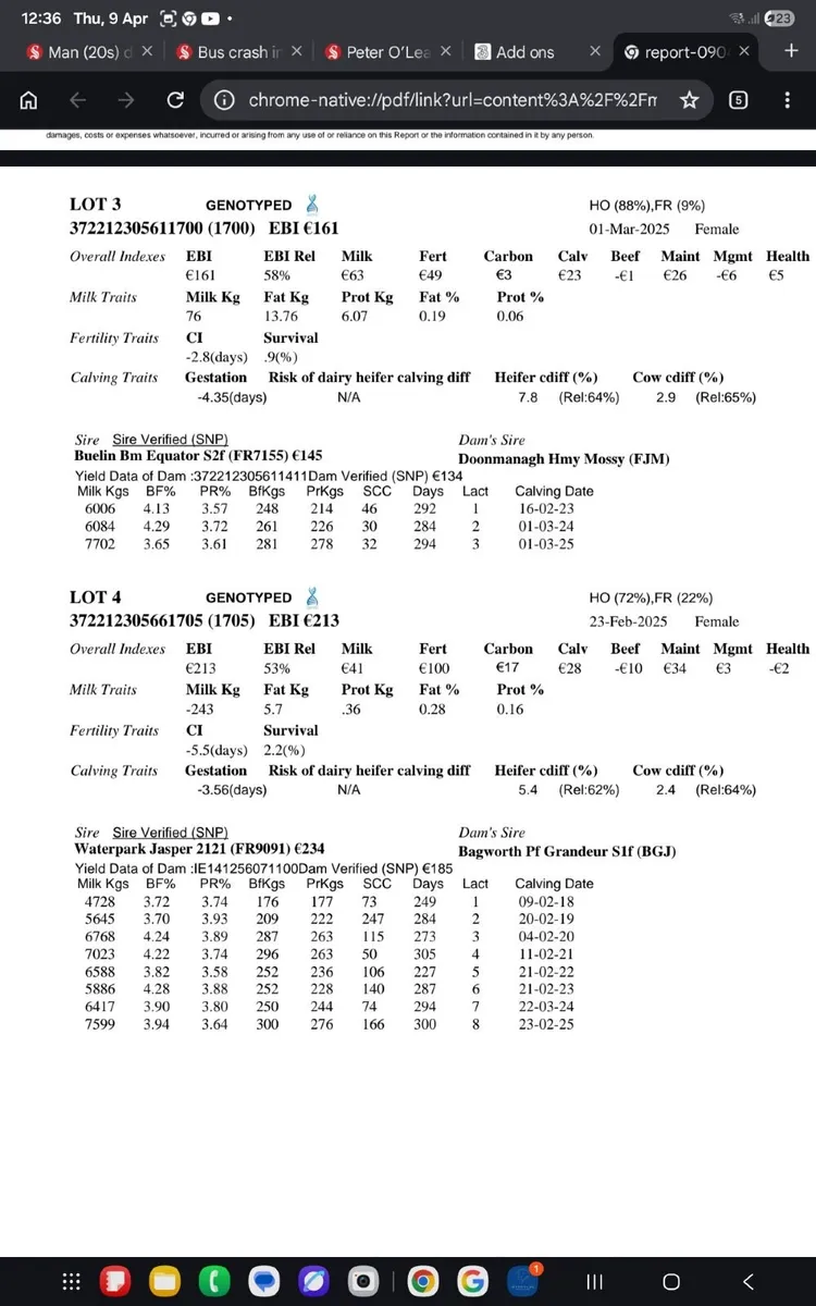 Fr maiden heifers - Image 4