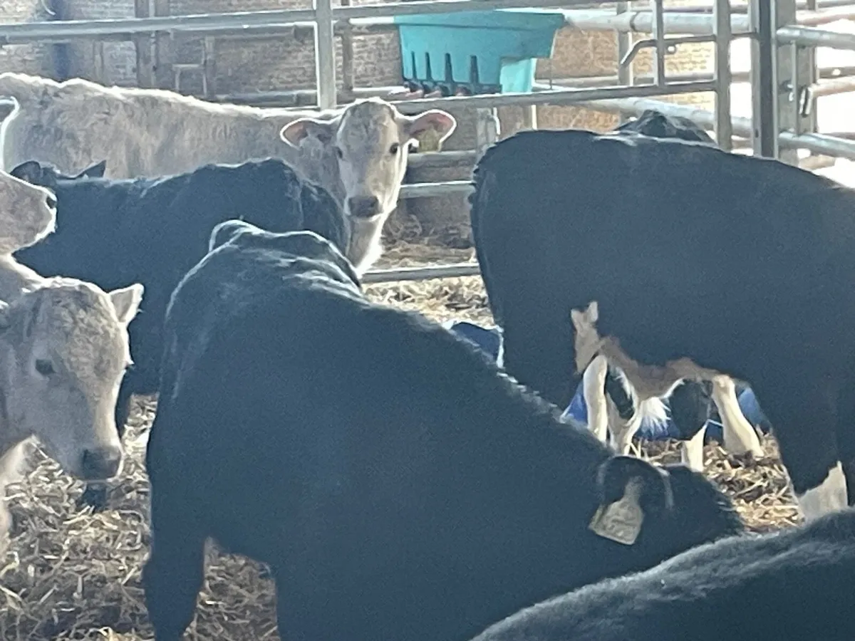 12 super continental reared bull calves - Image 2