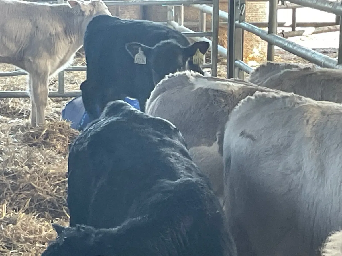 12 super continental reared bull calves - Image 3