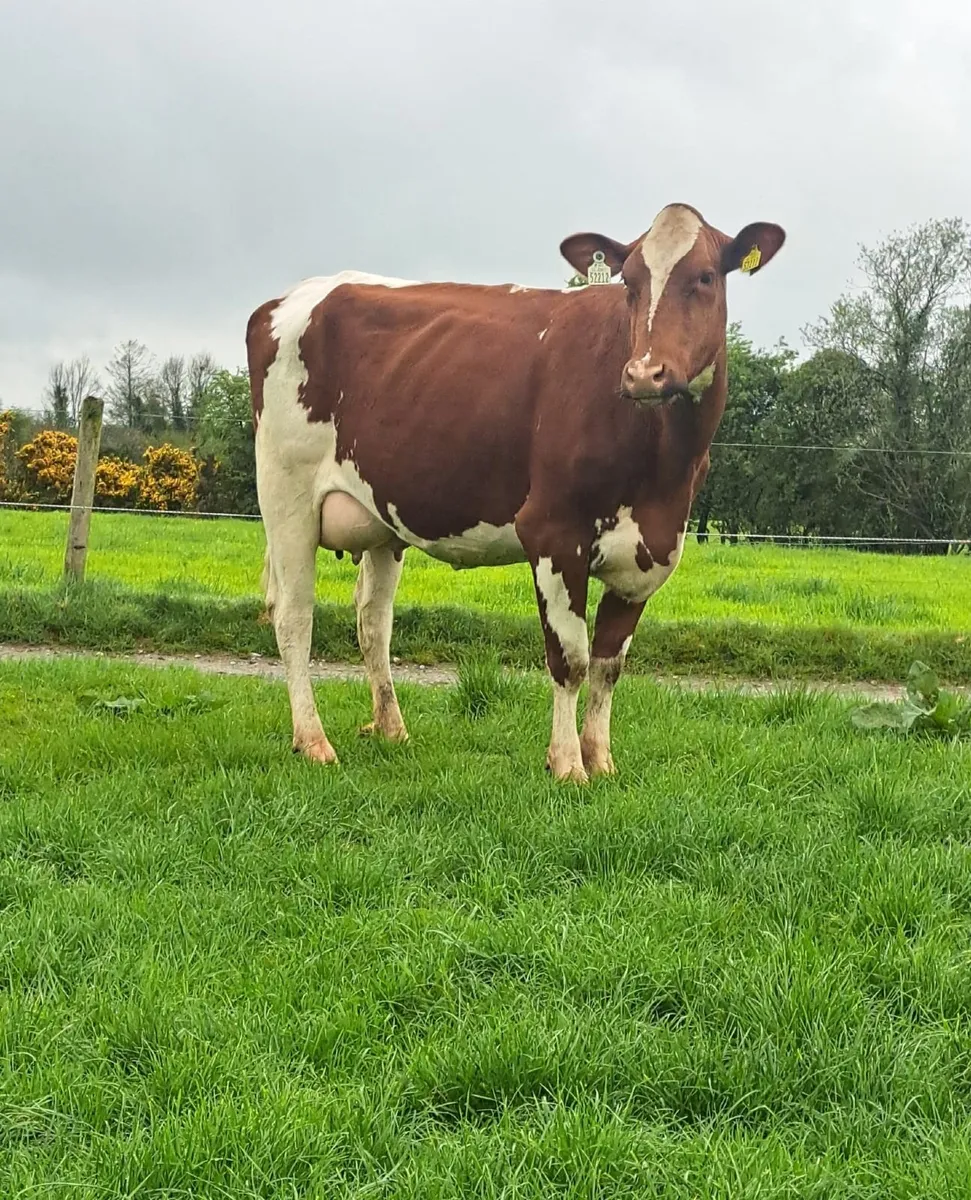 Dairy Shorthorn Semen for Sale - Image 3