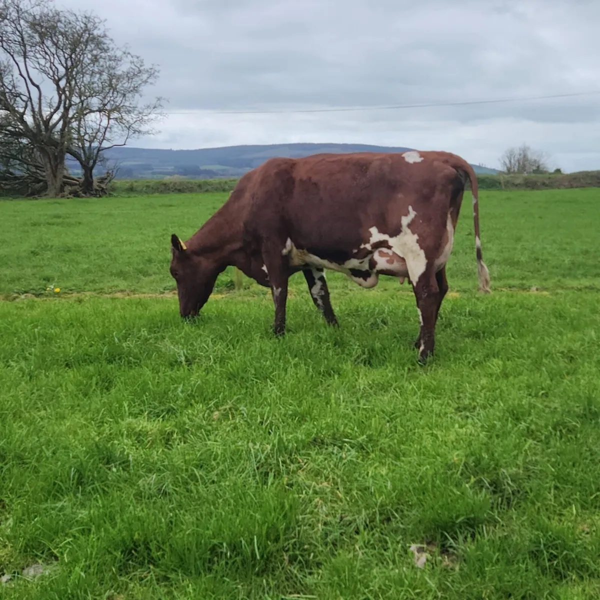 Dairy Shorthorn Semen for Sale - Image 4