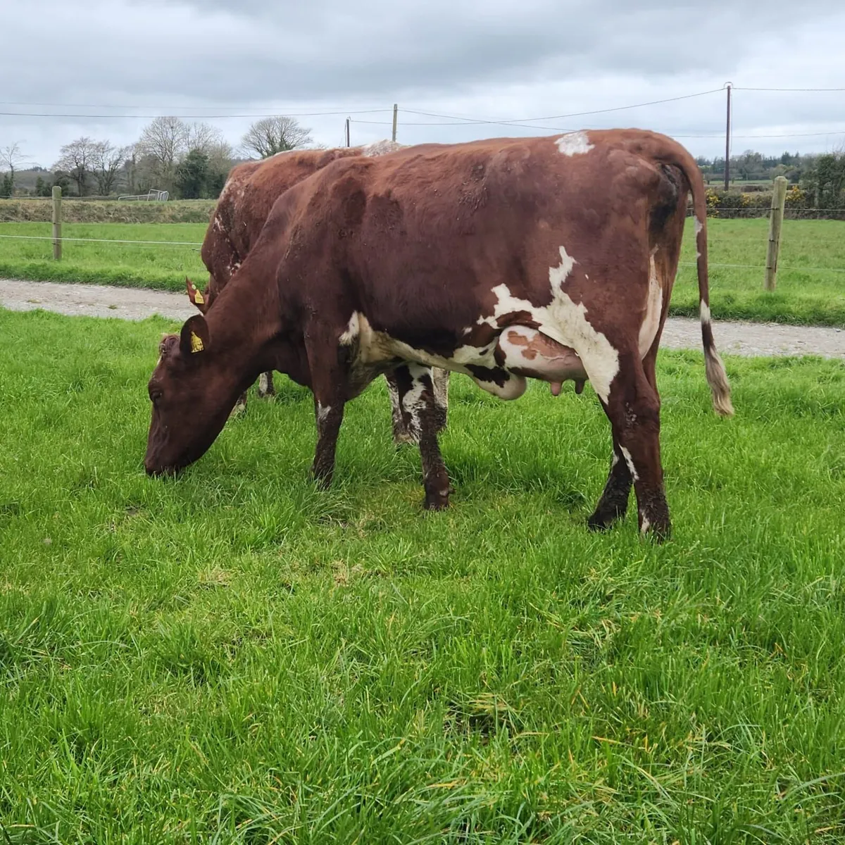 Dairy Shorthorn Semen for Sale - Image 1