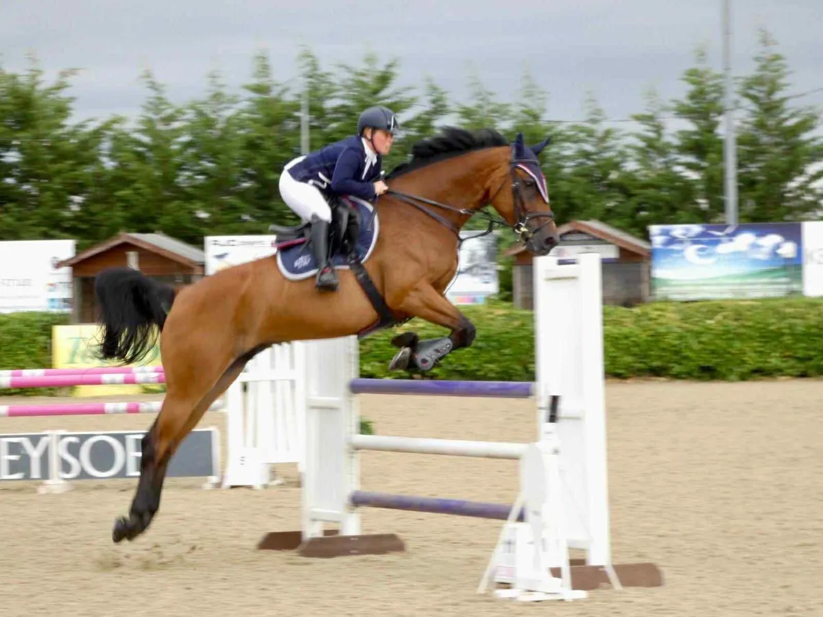 Showjumper - Image 3