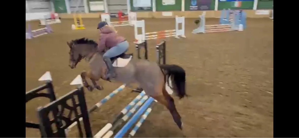 Showjumper - Image 4