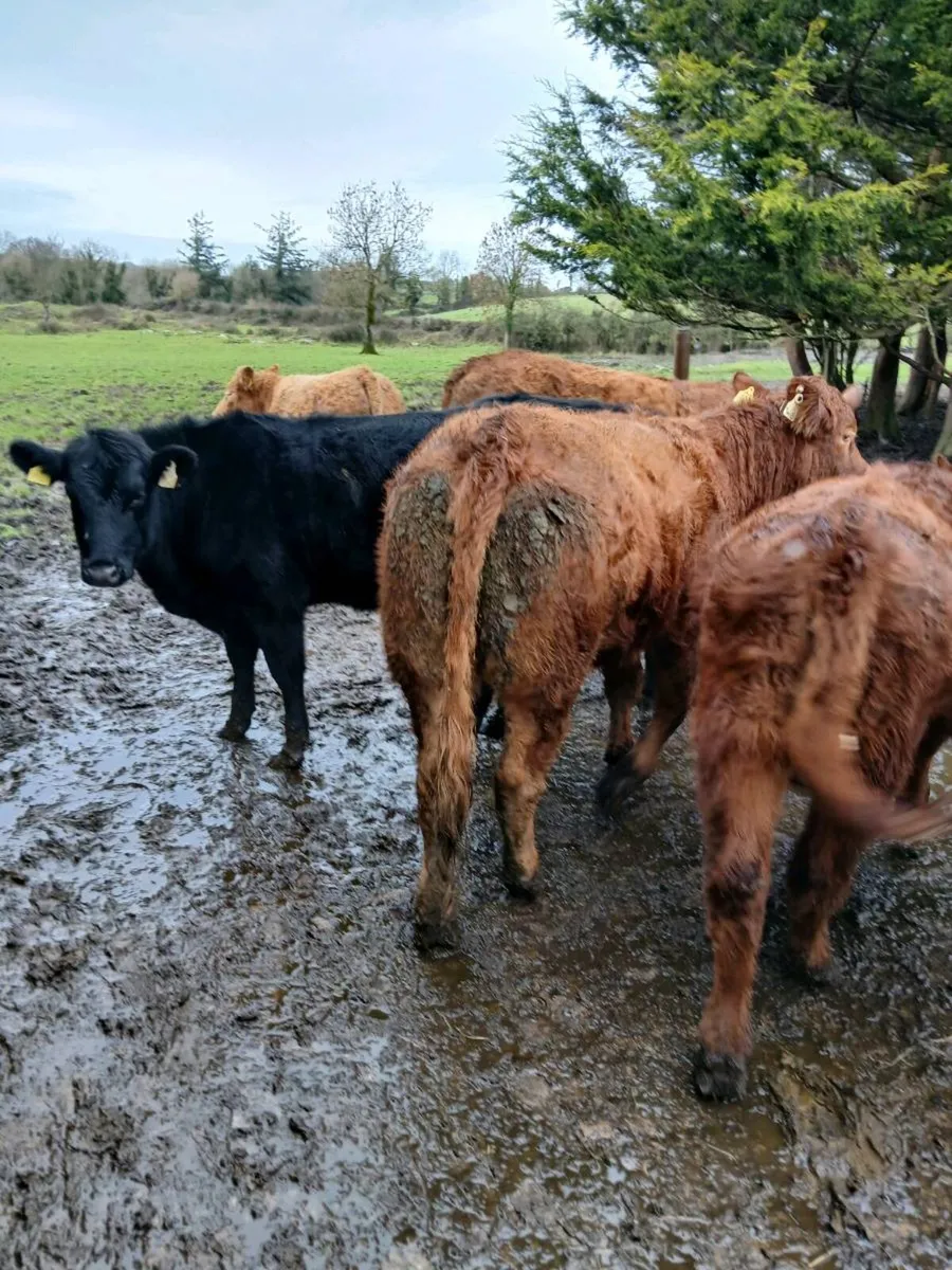 5 * LM Heifers, perfect for breeding - Image 1