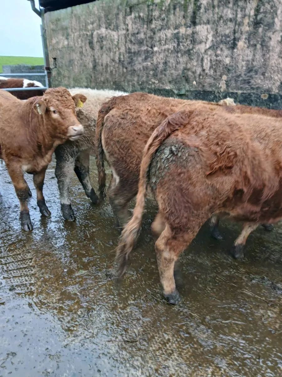 5 * LM Heifers, perfect for breeding - Image 2