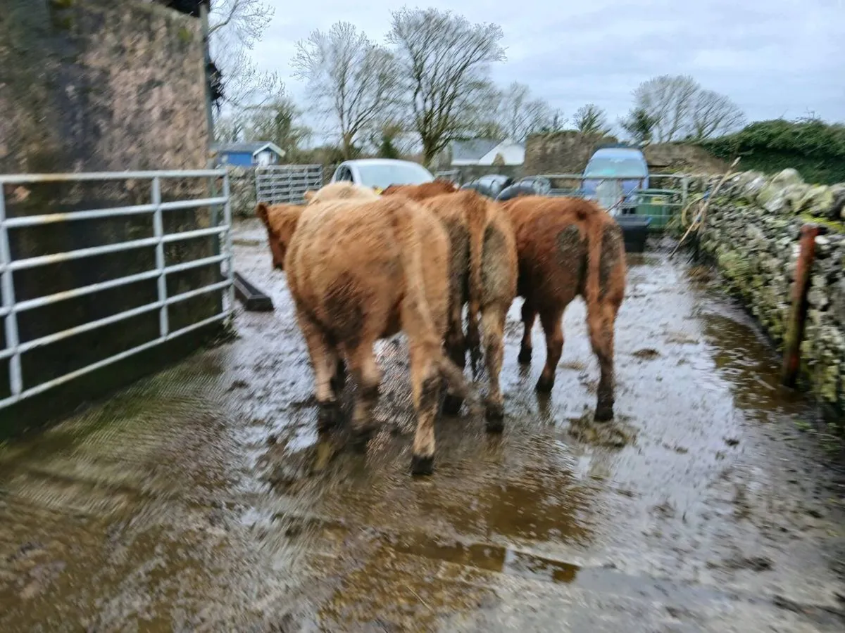 5 * LM Heifers, perfect for breeding - Image 4