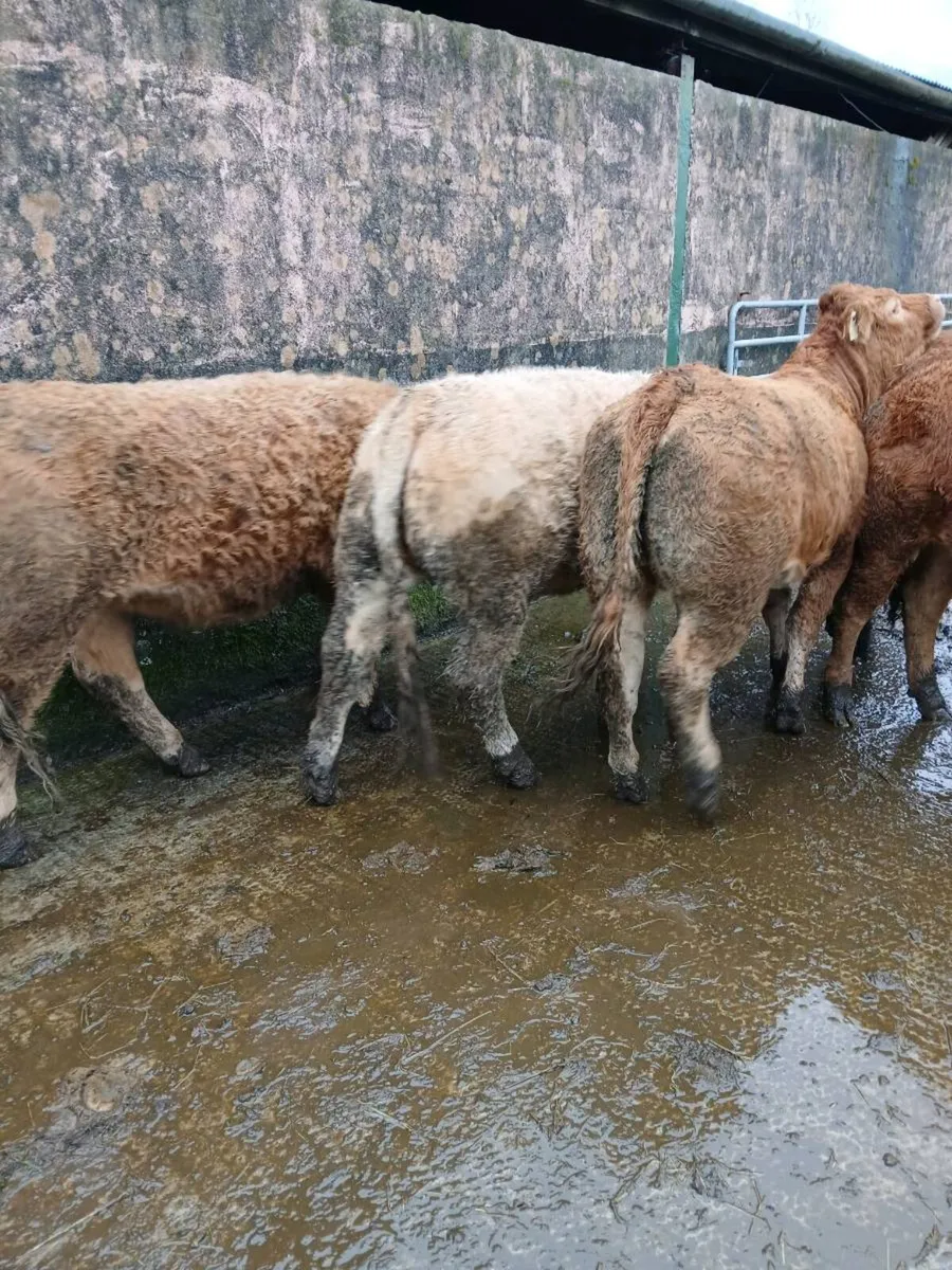 5 * LM Heifers, perfect for breeding - Image 3