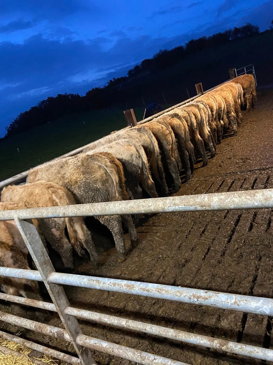 Organic Golden Charolais Heifers and Bullocks - Image 1