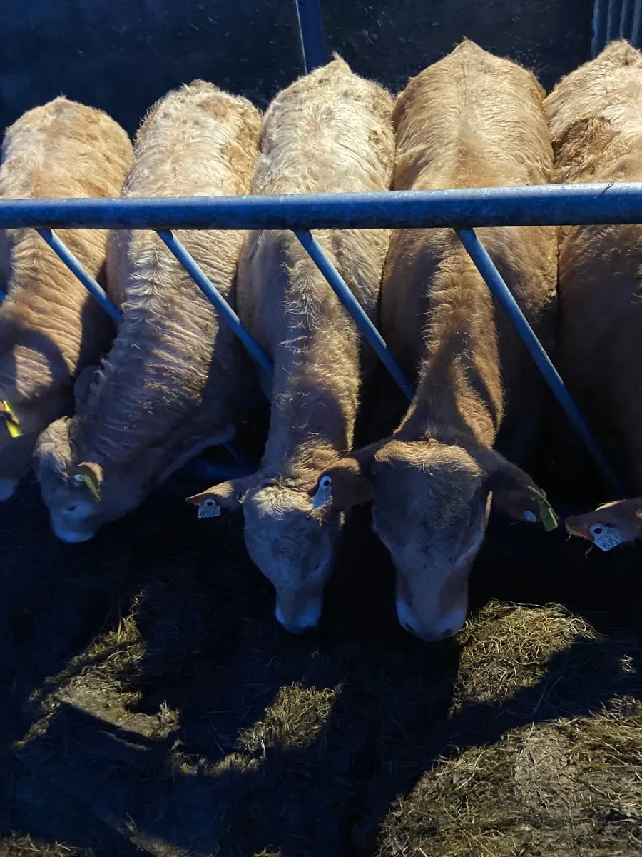 Organic Golden Charolais Heifers and Bullocks - Image 2