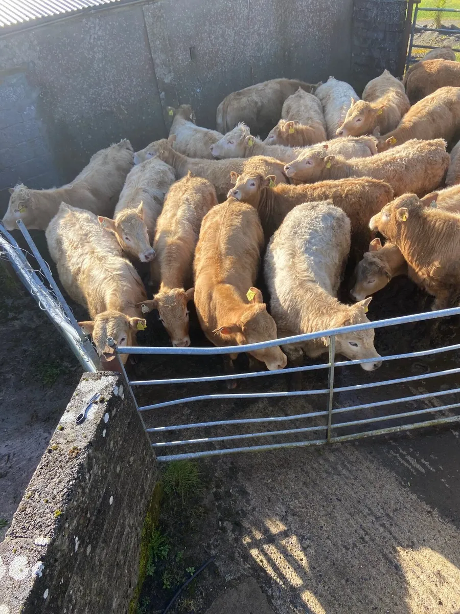 Organic Golden Charolais Heifers and Bullocks - Image 3