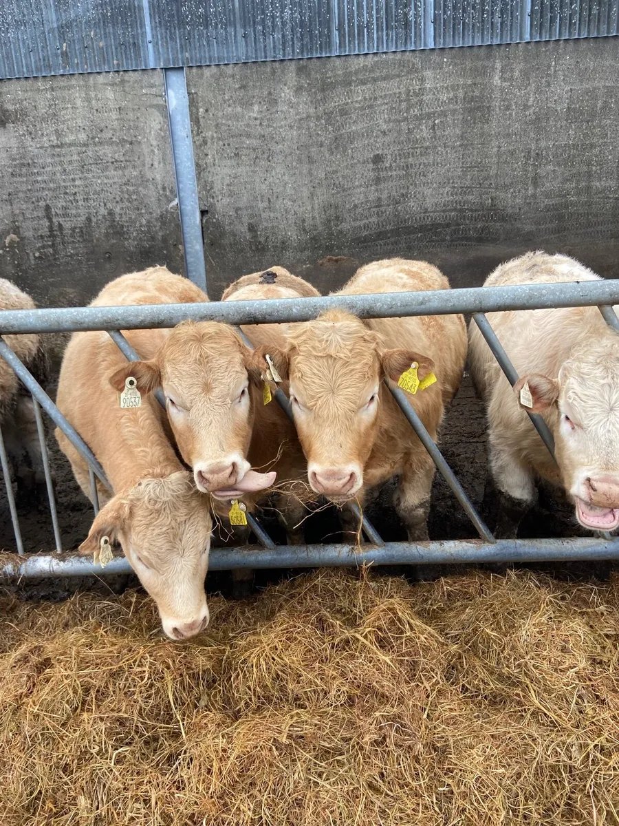 Organic Golden Charolais Heifers and Bullocks - Image 4