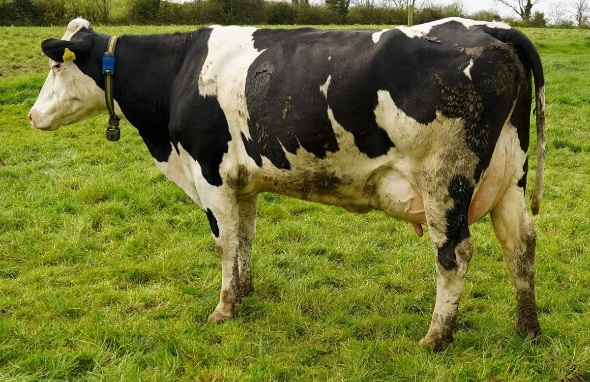 Co.MEATH -High EBI Herd Dispersal Sale - Image 1