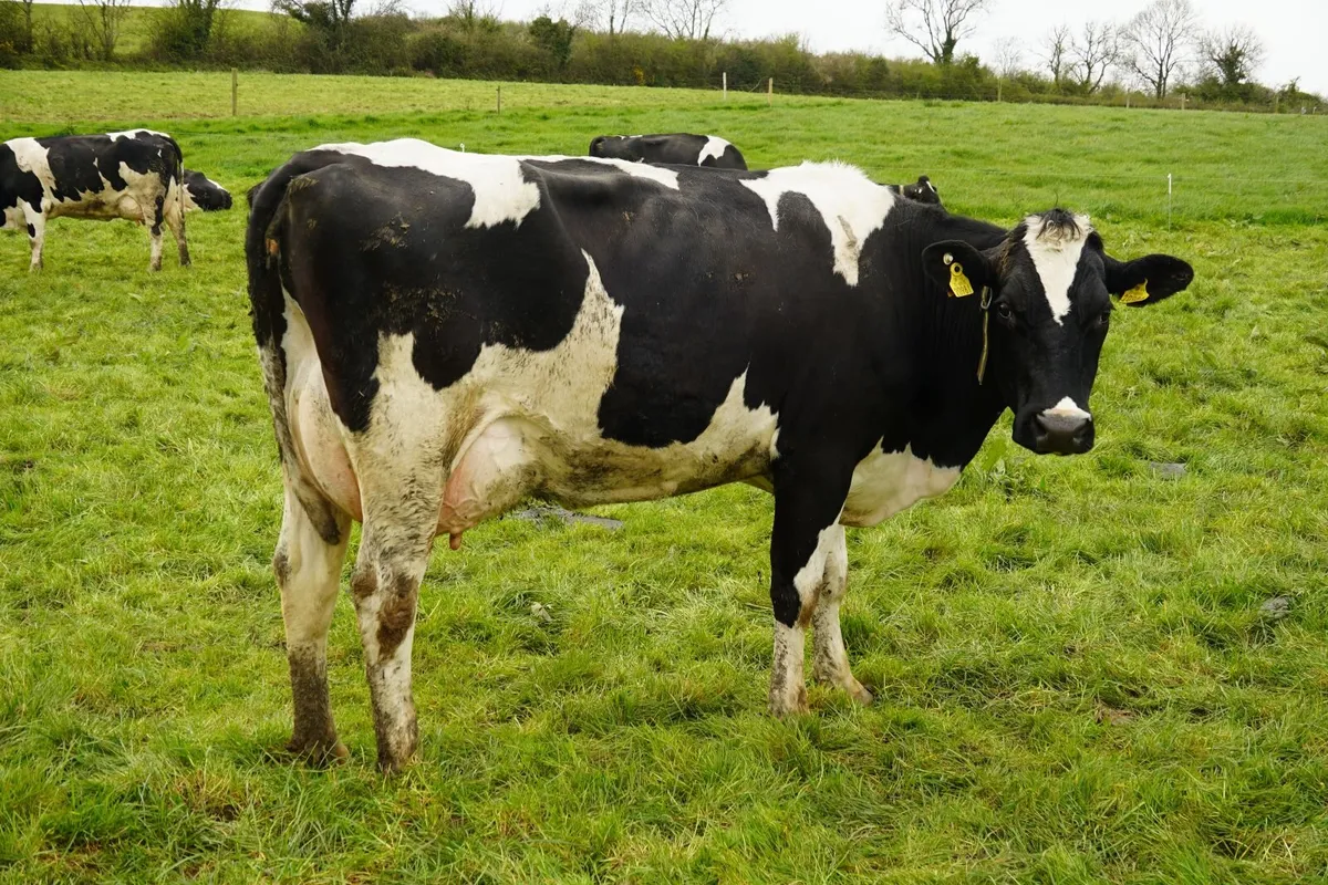 Co.MEATH -High EBI Herd Dispersal Sale - Image 2