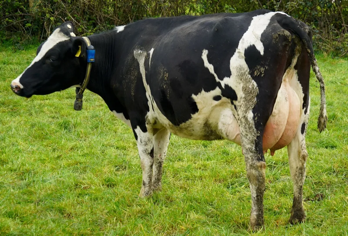 Co.MEATH -High EBI Herd Dispersal Sale - Image 4