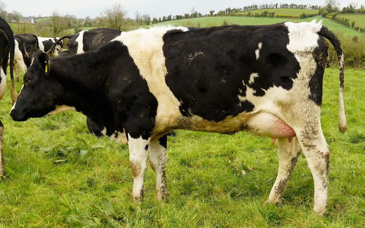 Co.MEATH -High EBI Herd Dispersal Sale - Image 3