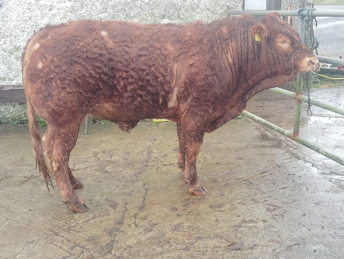 MULLAGHBOY LIMOUSINS - Image 1