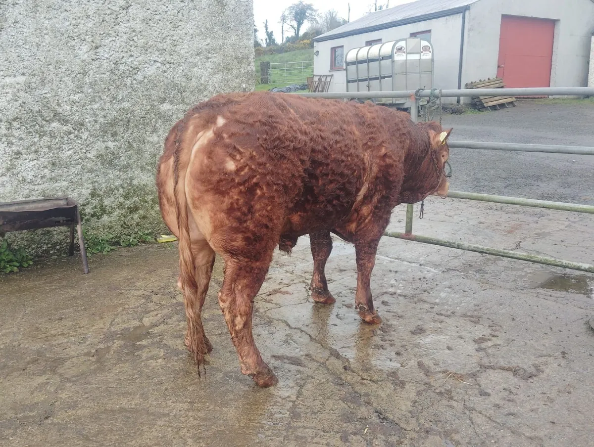 MULLAGHBOY LIMOUSINS - Image 2