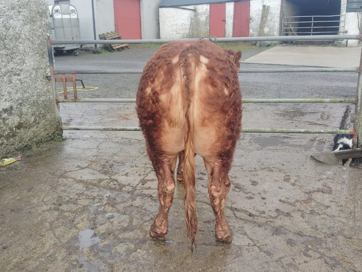 MULLAGHBOY LIMOUSINS - Image 3